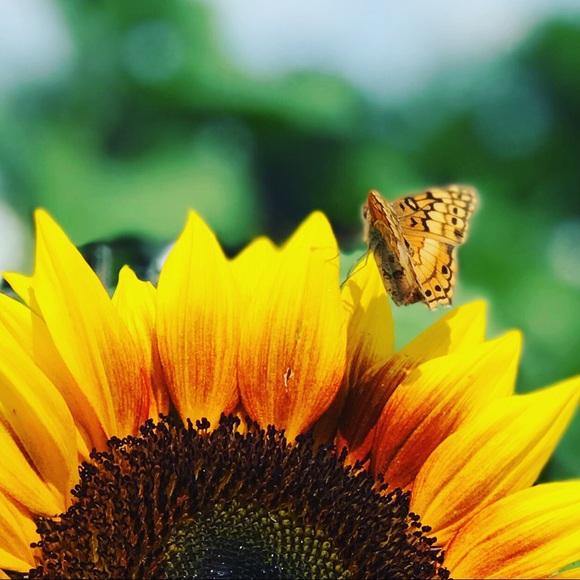 Meet your Posher, Hattie - Picture 10 of 16